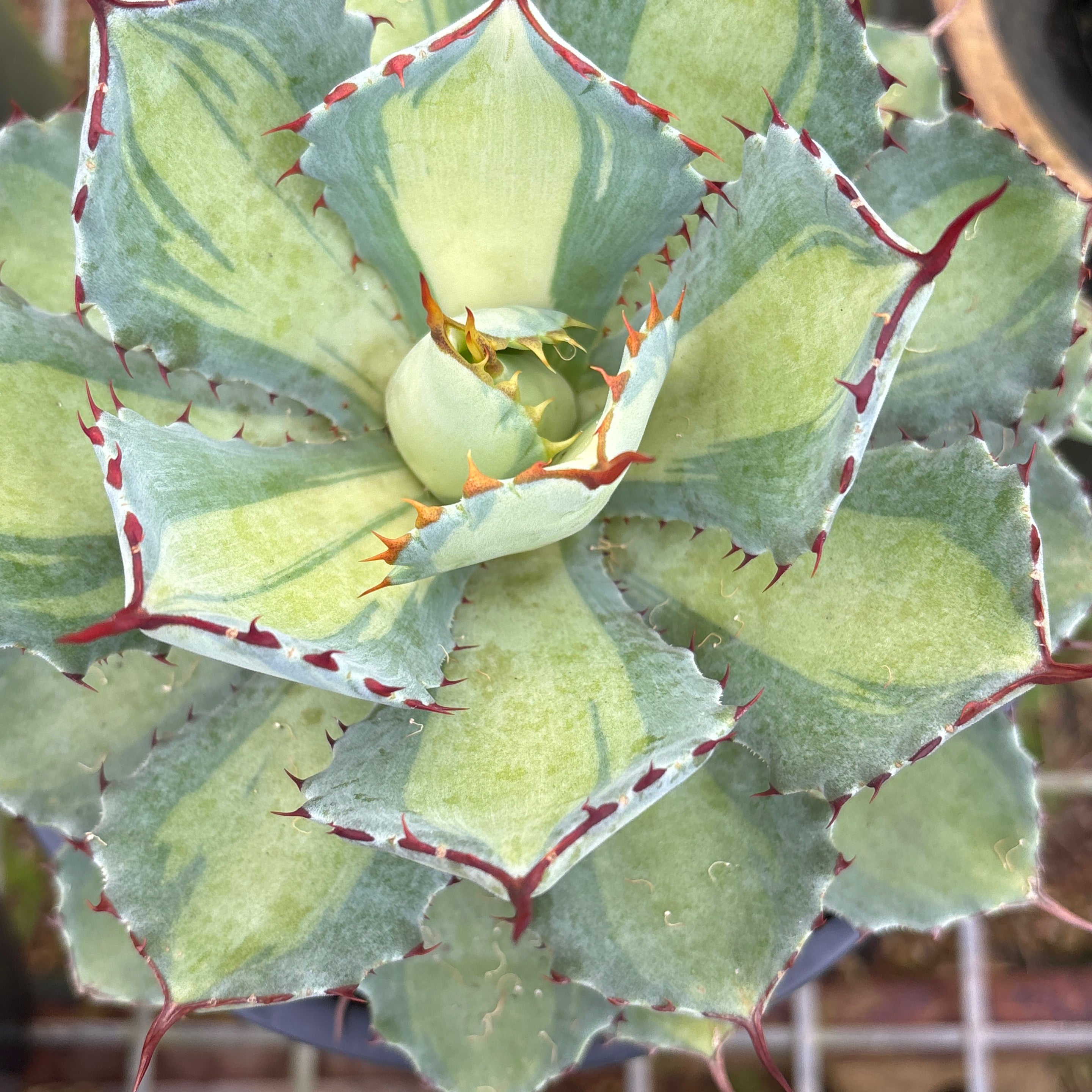 Agave potatorum Lime Green | Hamilton's World of Cacti