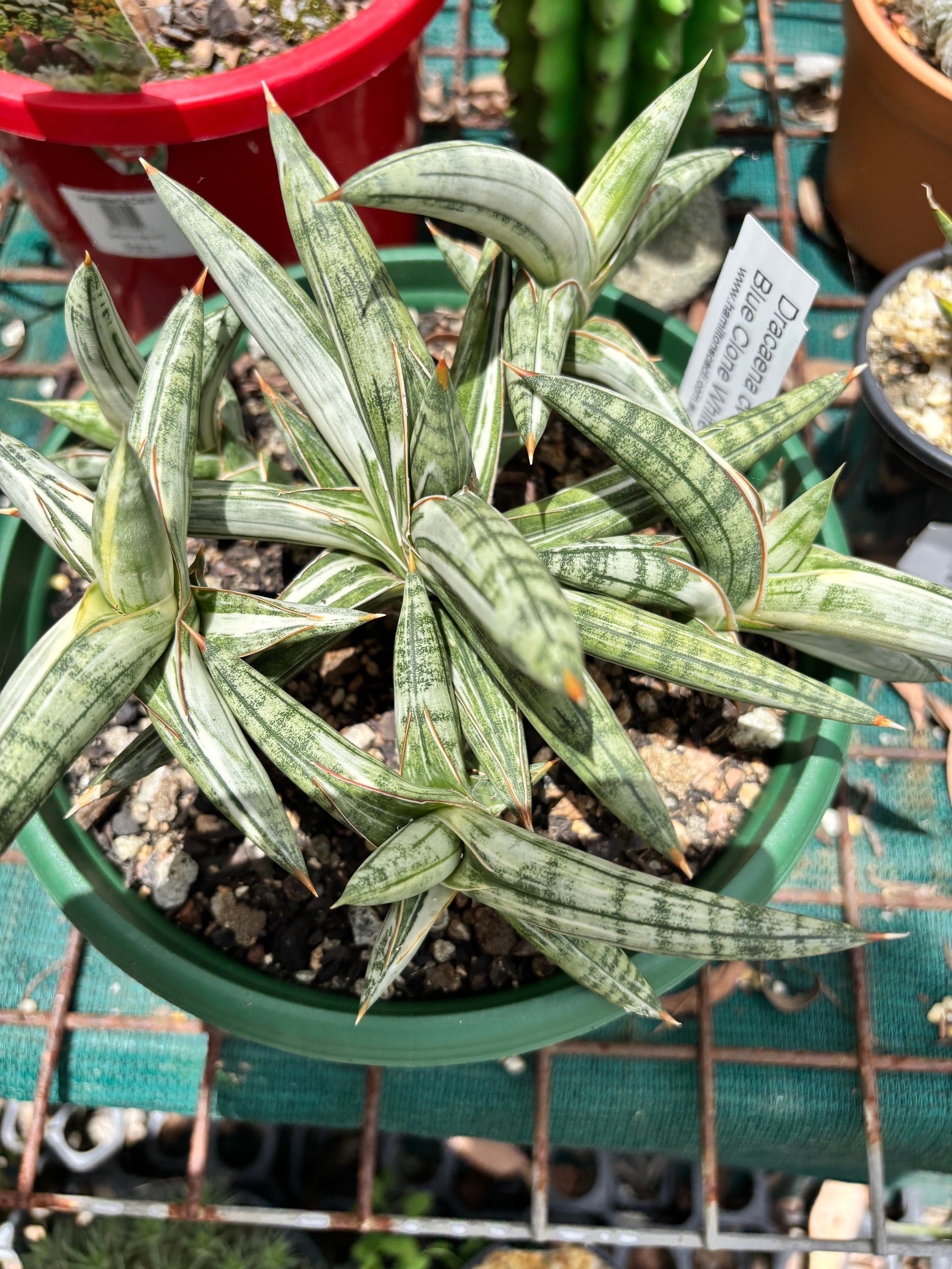 Sansevieria Blue Clone White Large | Hamilton's World of Cacti