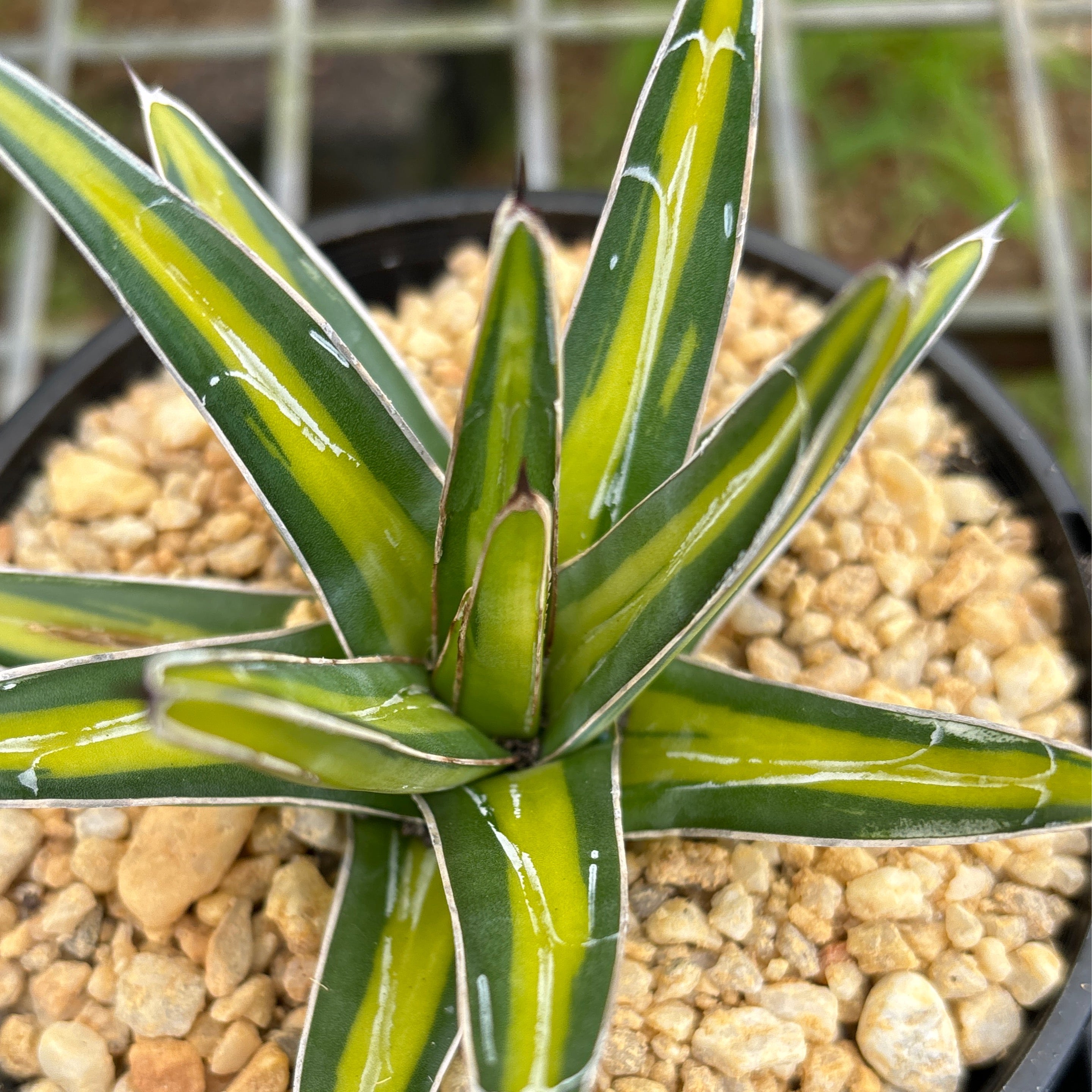 4 1 2 0 2 6 4 1 2 0 2 6