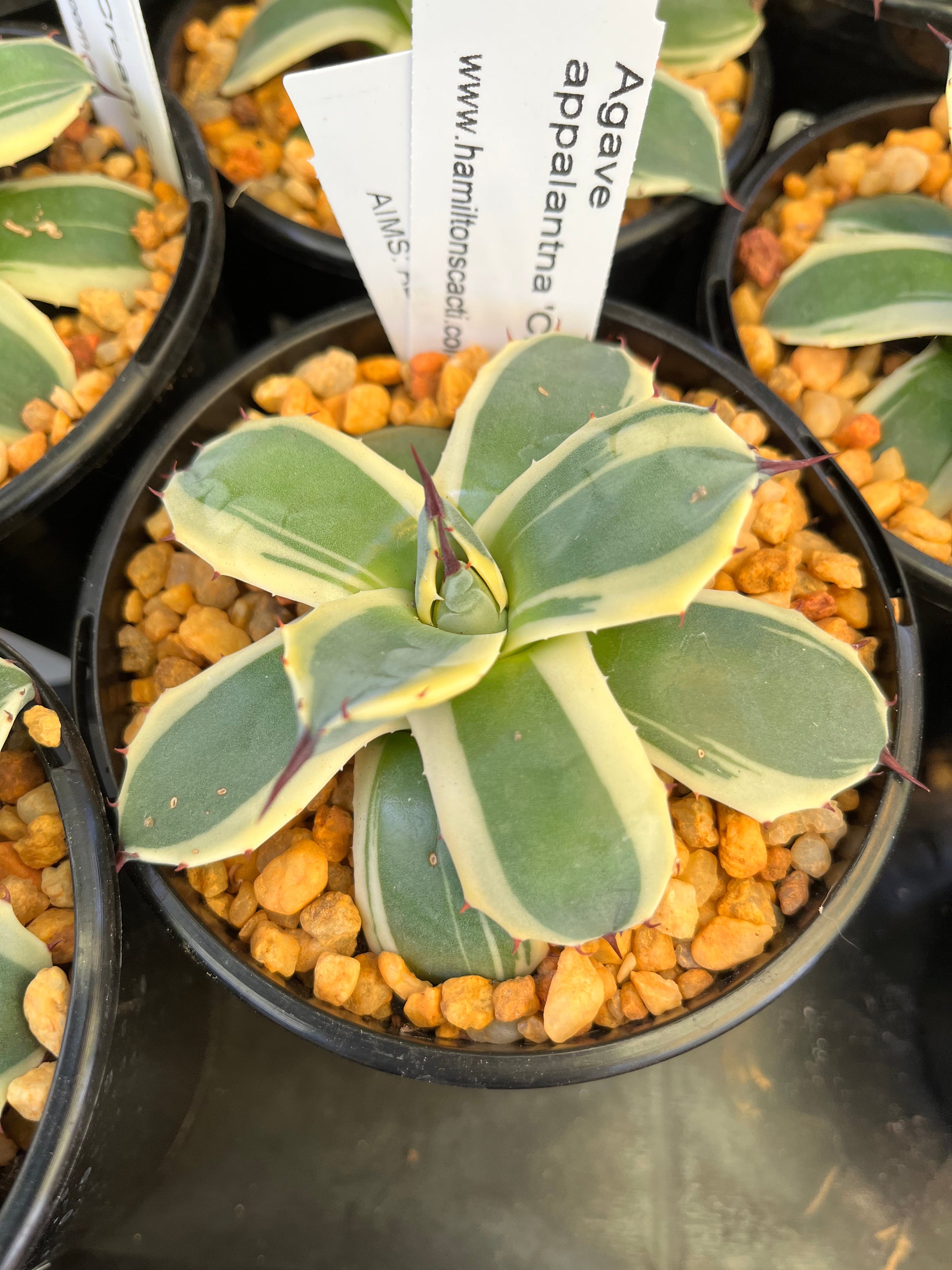 Agave applanata 'Cream Spike' | Hamilton's World of Cacti