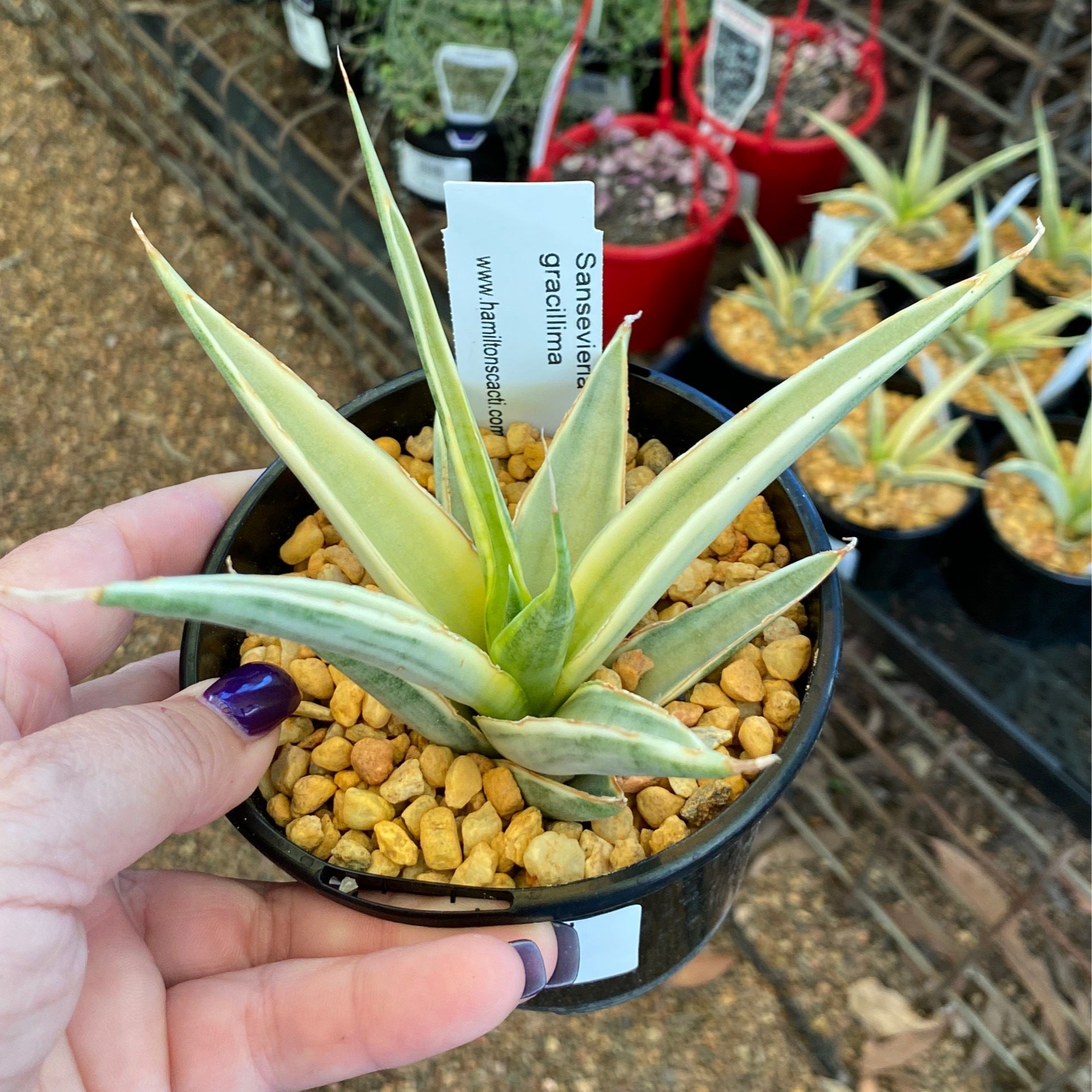 Sansevieria gracillima variegata | Hamilton's World of Cacti